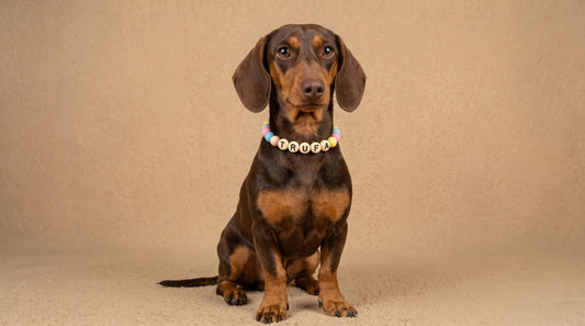 Collar TROUW Multicolor