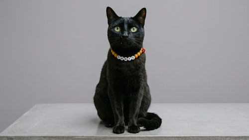 Dante, gato negro con collar TROUW amarillo