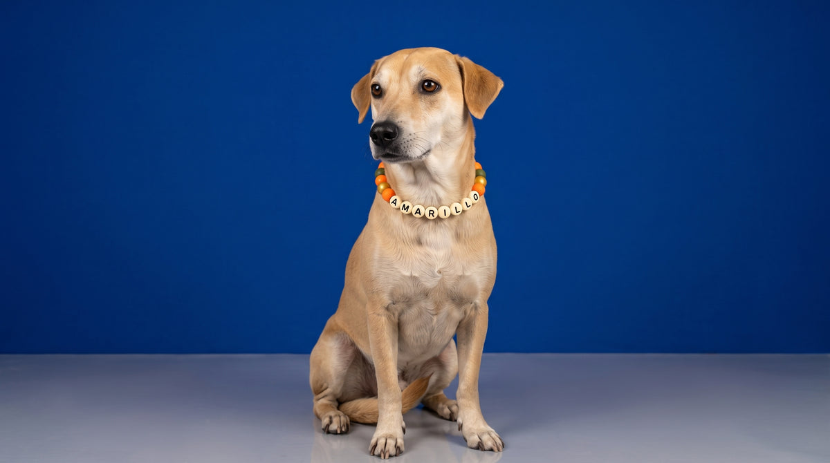 Collar TROUW Multicolor