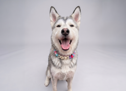 Collar TROUW Multicolor