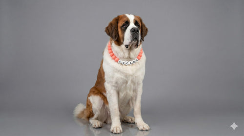 Cocada con su collar TROUW