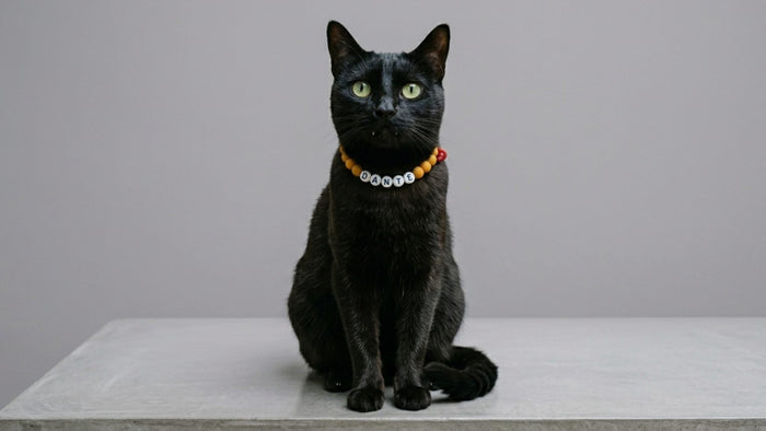 Dante, gato negro con collar TROUW amarillo