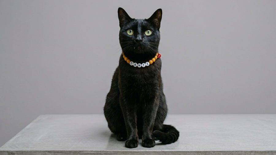 Dante, gato negro con collar TROUW amarillo