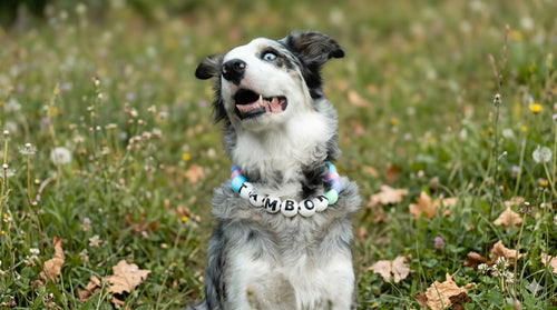 Tambor, el border collie que inspiró a TROUW